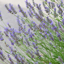 Lavender, English Lavender, Spanish lavender, French Lavender, Common lavender, True Lavender, Spike lavender, lavandula angustifolia, lavandula dentata, lavandula stoechas, lavandula x inter